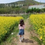 [부산기장철마] 곰내연밭 _아이와 가볼만한 유채꽃 구경