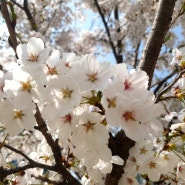 의정부 발곡역 중랑천 벚꽃 나들이