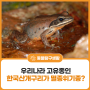 산개구리 중 가장 작은 우리나라의 고유종, 한국산개구리가 사라질 수도 있다고?