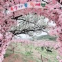 춘덕산 복숭아꽃 동산
