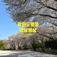 인천강화도 벚꽃 명소 - 강남영상미디어고등학교 벚꽃현황