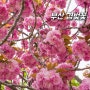 부산 민주공원 겹벚꽃 명소 개화 피크닉 야외데이트 주차장