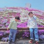 경남 4월 봄꽃축제 산청 꽃잔디 생초국제조각공원 개화상황