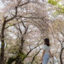 인천 벚꽃명소 자유공원 겹벚꽃 주차장 데이트코스 봄여행지 추천