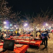 2024 교토 벚꽃 여행 1일차(신풍관, 디스이즈시젠, 마루야마공원 벚꽃축제)