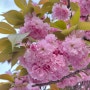 [울산/남구] 울산 세관 겹벚꽃 개화 상태 / 세관공원
