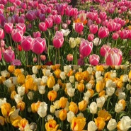 태안 튤립축제 세계튤립꽃박람회 기본정보 4월 꽃축제