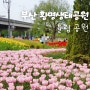부산 화명동, 피크닉 화명생태공원 튤립 개화 및 주차정보