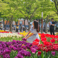 2024 서울숲 튤립 축제, 4월 꽃구경 성수동 데이트
