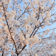 육지생활 적응기, 4월 벚꽃의 날들