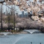 김해 여행 시민들의 힐링장소 '연지공원'에서 벚꽃놀이 한 이야기 / 연지공원 벚꽃 피크닉 데이트 사진출사