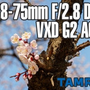 창경궁 벚꽃 사진으로 본 탐론 28-75G2 리뷰, Tamron 28-75mm F/2.8 Di III VXD G2 A063 Review