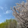 4월 일상 :) 벚꽃엔딩