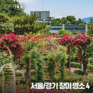 5월 장미 명소, 서울/경기 데이트 코스로 가볼 만한 장미 정원 4