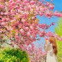 전주 겹벚꽃 명소 완산꽃동산 주차 실시간 개화 전주 여행코스