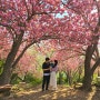 부산겹벚꽃명소/ 아기랑봄나들이 민주공원겹벚꽃