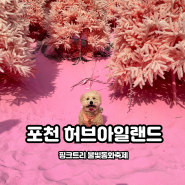 경기도 포천 허브아일랜드 핑크트리 불빛동화축제 애견동반 후기