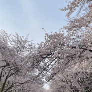 인천 벚꽃 명소 인천대공원 개화 상태 주차 정보