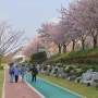 충남벚꽃명소 예산여행 무한천체육공원