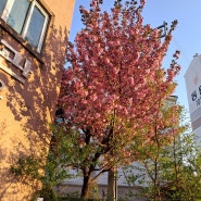 봄꽃 & 봄 나무