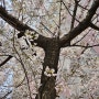 아름다운 벚꽃구경