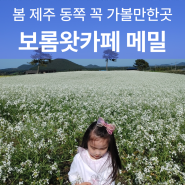 4월 5월 제주도 동쪽 여행 제주 보롬왓카페 입장료 메밀 깡통열차