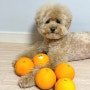 강아지 오렌지, 먹어도 되는 과일이지만 주의할 점은?