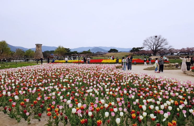 경주 첨성대 꽃단지  튤립과  수선화  만개!