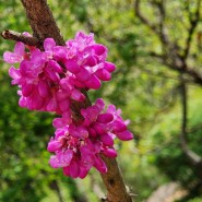 부천식물원 수목원에서 만난 박태기나무 꽃 만첩홍도