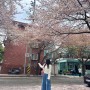 서울 합정에서 망원동 희우정로 벚꽃길에서 벚꽃 구경