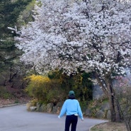 봄 골프 벚꽃 말고..