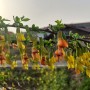 골담초꽃 골담초 효능