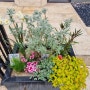 숙근초 배식으로 사계절 꽃피는 화분만들기 플랜트박스 식재