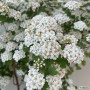 좁쌀같은 하얀 꽃이 몽글몽글 피어나는 식물, 조팝나무 키우기