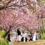 전주 완산칠봉 꽃동산 공원 지금이 가장 좋은 겹벚꽃 철쭉 명소 (ft. 주차)