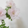 2024 봄 아젤레아 철쭉 꽃 피우기