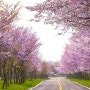인천벚꽃명소 드림파크 벚꽃터널 벚꽃축제는 이제 끝