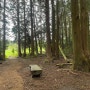 [제주 머체왓 숲길] 제주 숲길의 날것 그대로 머체왓숲길 1탄 : 소롱콧길 한국의 뉴질랜드