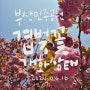 부산민주공원 겹벚꽃 실시간 개화상태(2024.04.16)