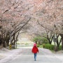 (아산 여행) 벚꽃 구경하며 바닥화 체험, 당림미술관!