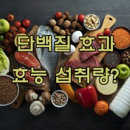 단백질 효과 효능 및 섭취량 분석 정리