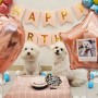 서울 은평구 강아지 유치원 도그원 - 생일파티