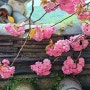 4월에 꼭 가봐야 할 추천 여행지 " 선암사 가는길과 겹벚꽃"(가로사진)