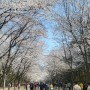 인천대공원 벚꽃 나들이 / 은계지구 돈가스, 라멘 전문점 판코 (24년4월7일)