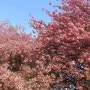 전주 가볼만한곳, 완산칠봉꽃동산 ෆ˃̶͈̑.˂̶͈̑ෆ 겹벚꽃성지