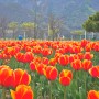 사상삼락공원 벚꽃 양산 황산공원 튤립 꽃놀이 추천
