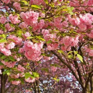전주 완산칠봉꽃동산 겹벚꽃 철쭉까지 4월 내내 가볼만한 곳