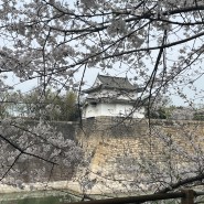 오사카 2박3일 여행 셋째 날 : 츠루동탄, 도토루커피, 스트로베리 마니아, 오사카성 벚꽃축제