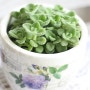 장미 허브 키우기: 당신의 정원에 향기와 아름다움을 더하다
