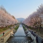 양재천, 여의천 벚꽃구경 산책 추천 2024년 4월